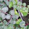 Mitchella repens, pianta da esterno