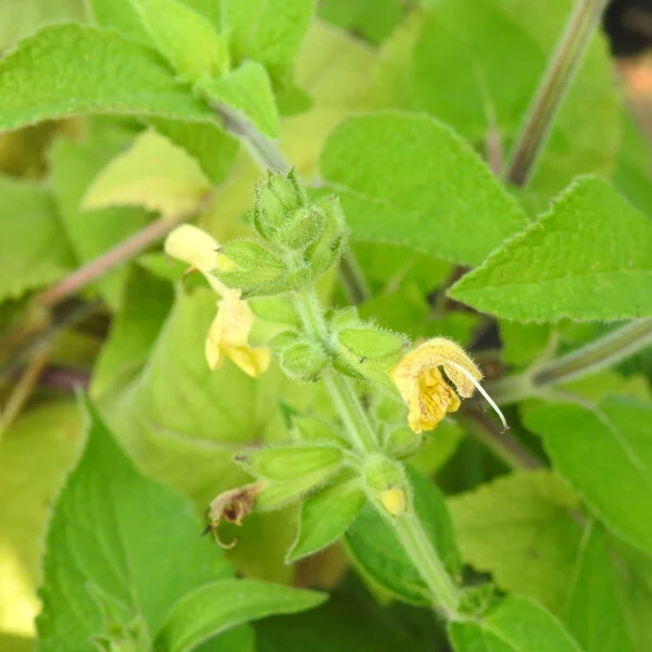 Salvia nubicola, foto 2