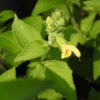 Salvia nubicola, pianta da esterno