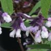 Salvia Phyllis Fancy, pianta da esterno