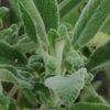 Salvia interrupta x candelabrum, pianta da esterno