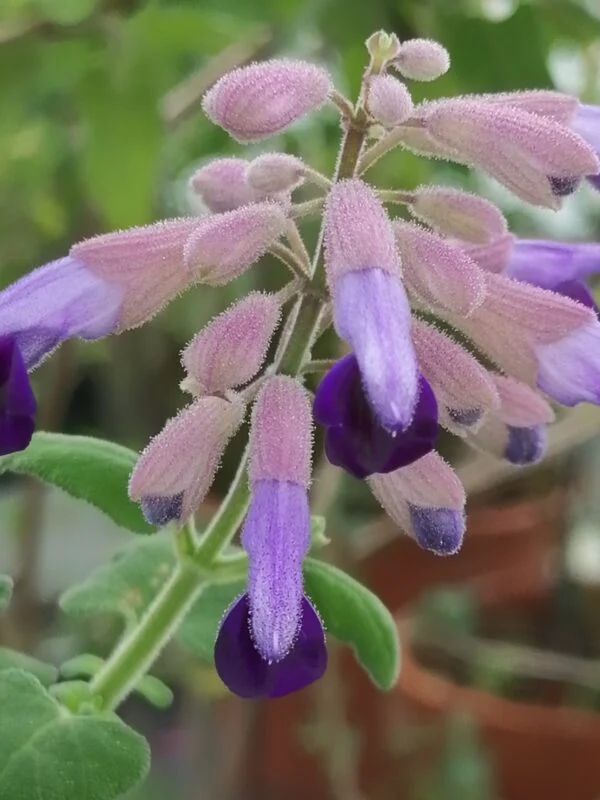 Salvia semiatrata, pianta da esterno