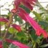 Salvia splendens ‘Van-Houttei’, pianta da esterno