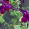 Salvia x jamensis Violette de Loire, pianta da esterno
