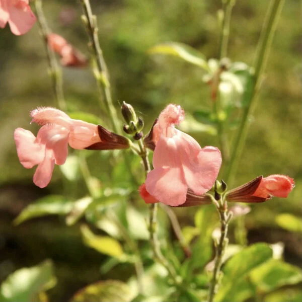 Salvia greggii La Siesta, foto 2