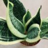 Sansevieria Superba, pianta da interno