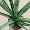 Sansevieria Gracilis Grey, pianta da interno