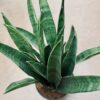 Sansevieria Javanica, pianta da interno