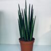 Begonia melanobullata, foto 5