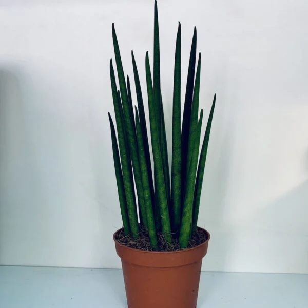 Begonia melanobullata, foto 5