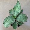 Begonia melanobullata, foto 6