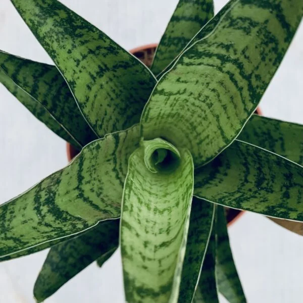 Sansevieria Tough Lady, pianta da interno