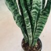 Sansevieria zeylanica, pianta da interno