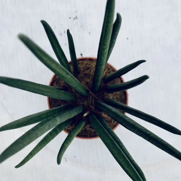 Sansevieria Mikado bacularis, foto 2