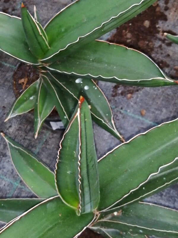 Sansevieria ehrenbergii 'Samurai Dwarf', pianta da interno