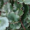 Saxifraga stolonifera, pianta da esterno