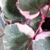 Saxifraga stolonifera Tricolor, pianta da esterno