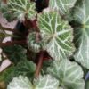 Saxifraga stolonifera Hsitou Silver, pianta da esterno