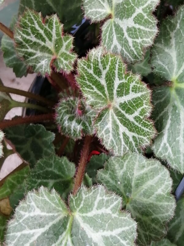 Saxifraga stolonifera Hsitou Silver, pianta da esterno