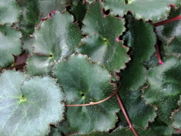 Saxifraga stolonifera, pianta da esterno