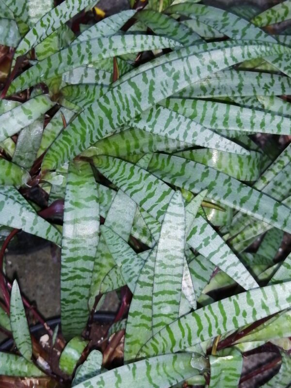 Scilla violacea, sin. Ledebouria socialis, foto 2
