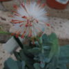 Senecio galpinii, pianta da interno