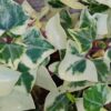 Senecio macroglossus 'Variegatus', wax ivy, pianta da interno