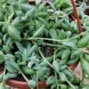 Senecio radicans String of bananas, pianta da interno