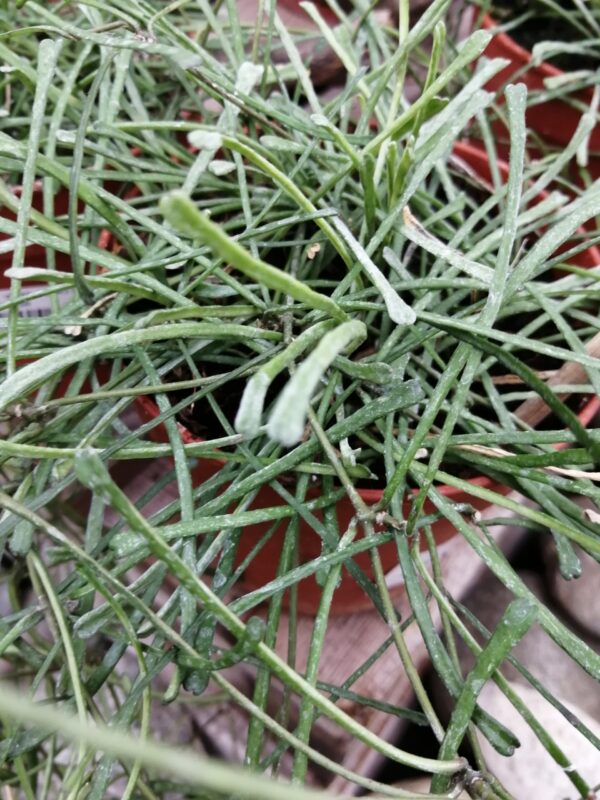 Senecio radicans String of bananas, foto 2