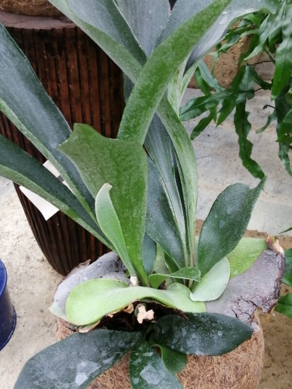 Senecio radicans String of bananas, foto 3