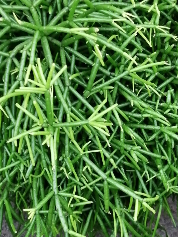 Senecio radicans String of bananas, foto 4