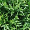 Rhipsalis ewaldiana, pianta da interno