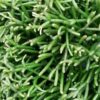 Rhipsalis clavata basket, pianta da interno
