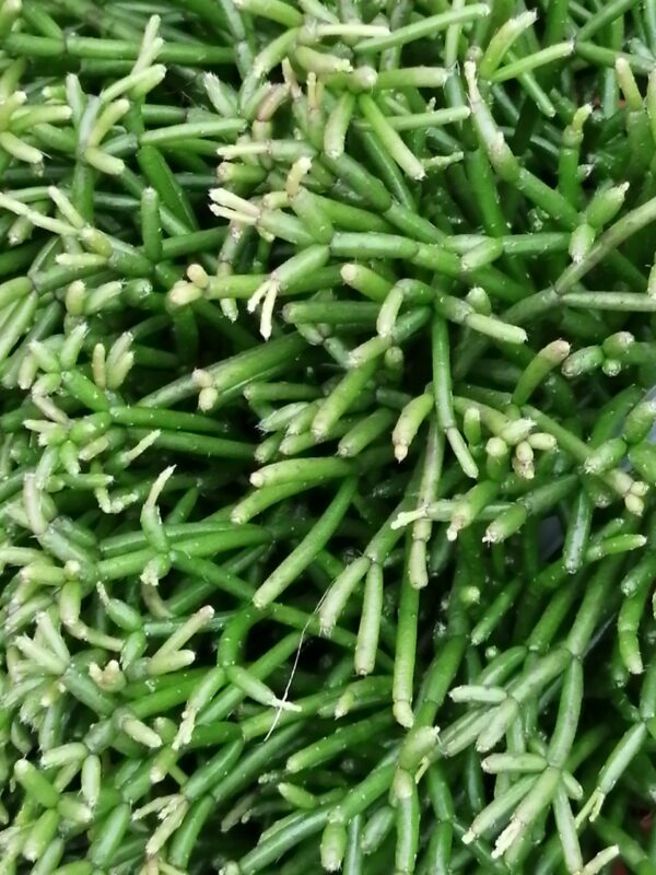 Rhipsalis clavata basket, pianta da interno