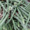 Rhipsalis pilocarpa, pianta da interno