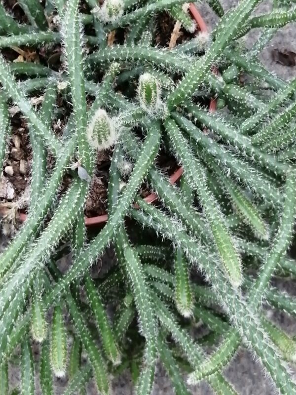 Rhipsalis pilocarpa, pianta da interno