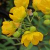 Cassia fistula, pianta per orto e cucina
