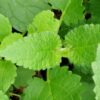 Stachys affinis , tuberina, Carciofo cinese, pianta da esterno