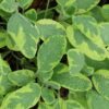 Salvia officinalis ‘Jecterina’, pianta da esterno