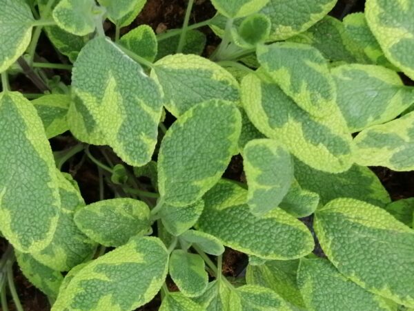 Salvia officinalis ‘Jecterina’, pianta da esterno