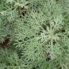 Stachys affinis , tuberina, Carciofo cinese, foto 6