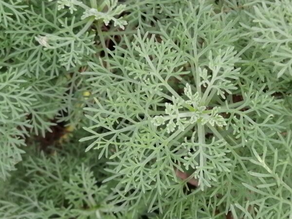 Stachys affinis , tuberina, Carciofo cinese, foto 6