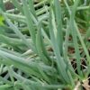 Allium cepa, ‘Ceva’, pianta da esterno