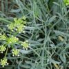 Crithmum maritimum, Finocchio marino, pianta da esterno