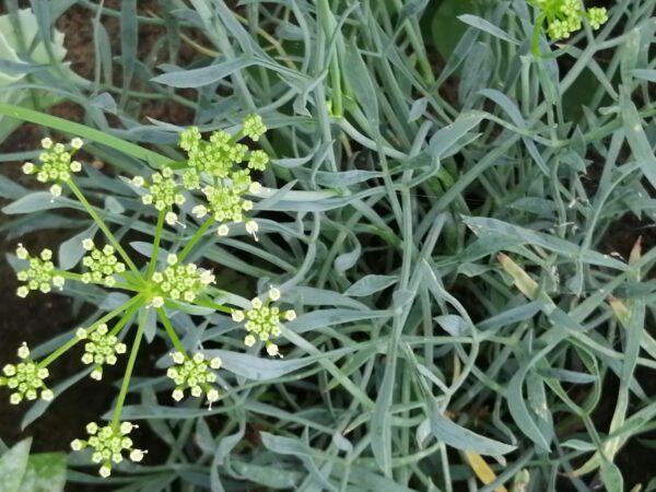 Crithmum maritimum, Finocchio marino, pianta da esterno