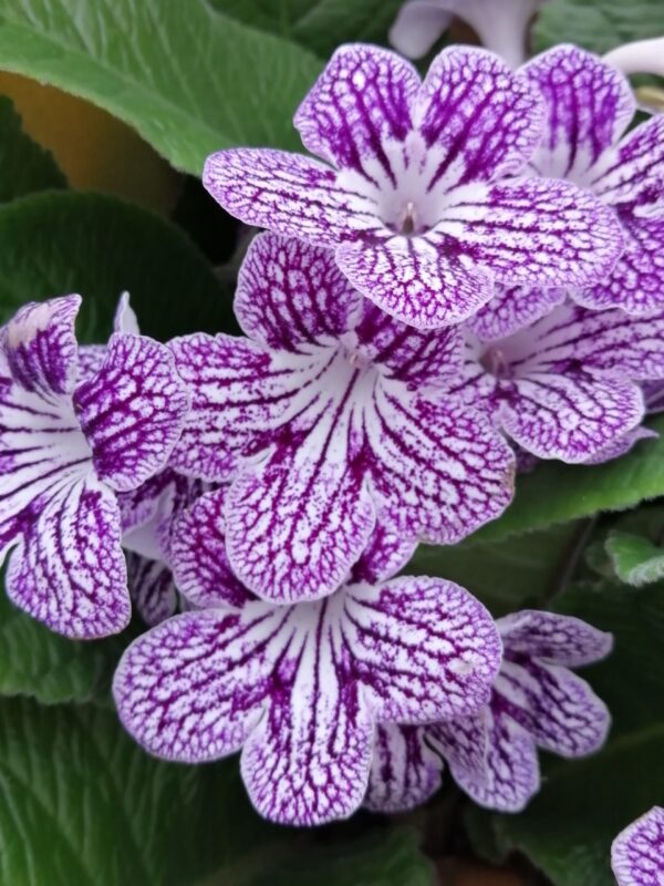 Streptocarpus Polka dot Purple, pianta da interno