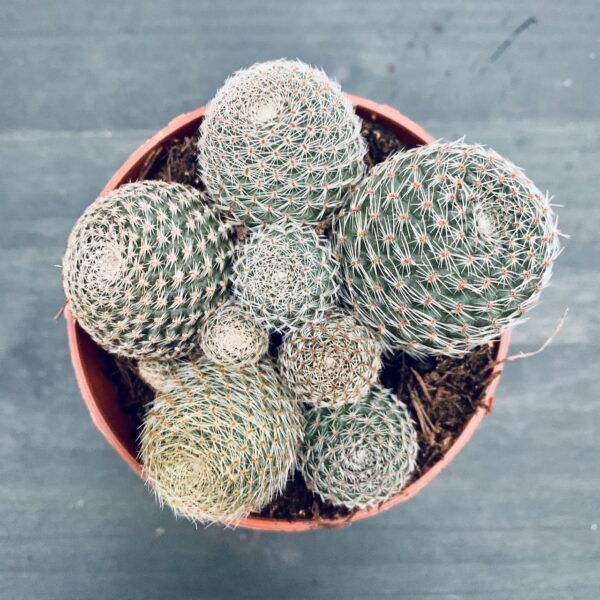 Rebutia heliosa var. condorensis, pianta da interno