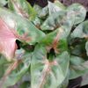 Syngonium Christmas, pianta da interno