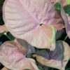 Syngonium Neon robusta Pink pianta giovane, pianta da terrario