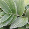 Tradescantia (Continental Group) albovittata, pianta da interno e da esterno